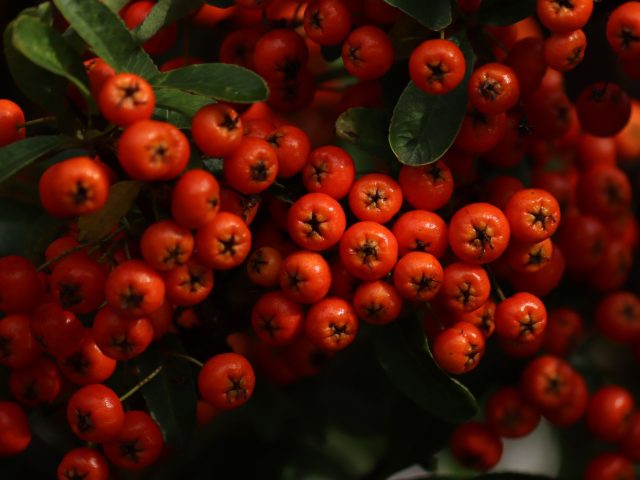 Dès cet automne, boostez votre immunité avec ces ajustements alimentaires